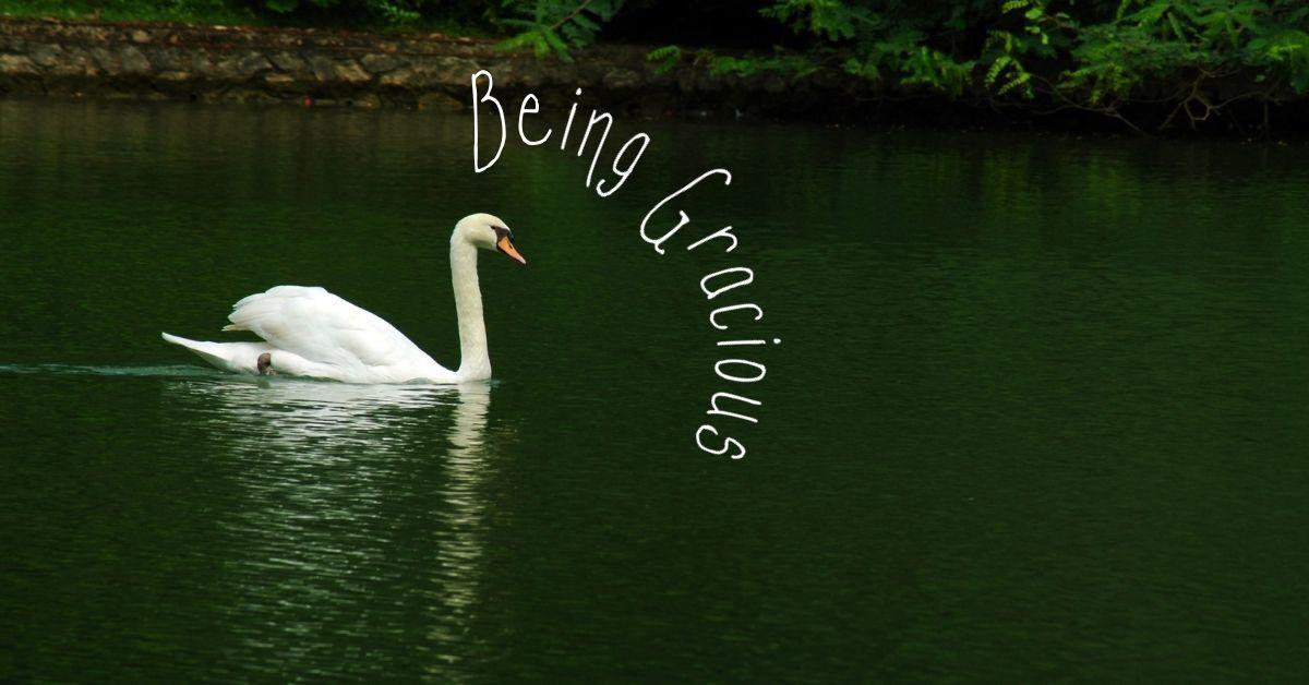 Beautiful Swan in water with the words 'being gracious' as a title