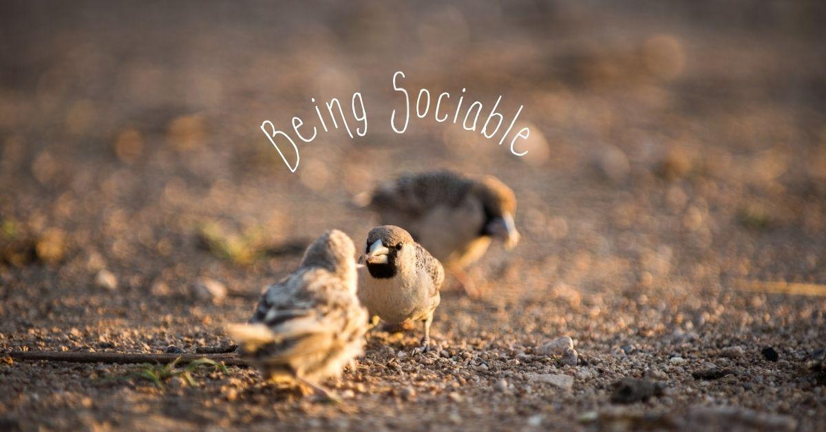 Small birds hanging around each other with the words being sociable above them.