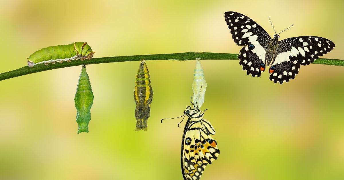 a green stick with 3 different types of chrysalis hanging from it. A caterpillar is walking along tope and there are two butterflies. One butterfly is emerging from the right chrysalis, one has already emerged and is sitting on the twig or stem. The scene is unfolding in front of an out of focus green background which can only be interpreted as a garden.
